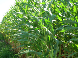 Corn field.